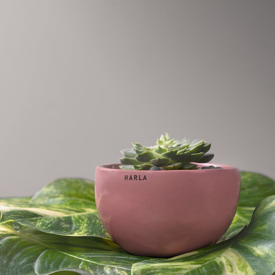Extra small fat size Nature's Hum ceramic planter in pink color with Succulent plant in it.