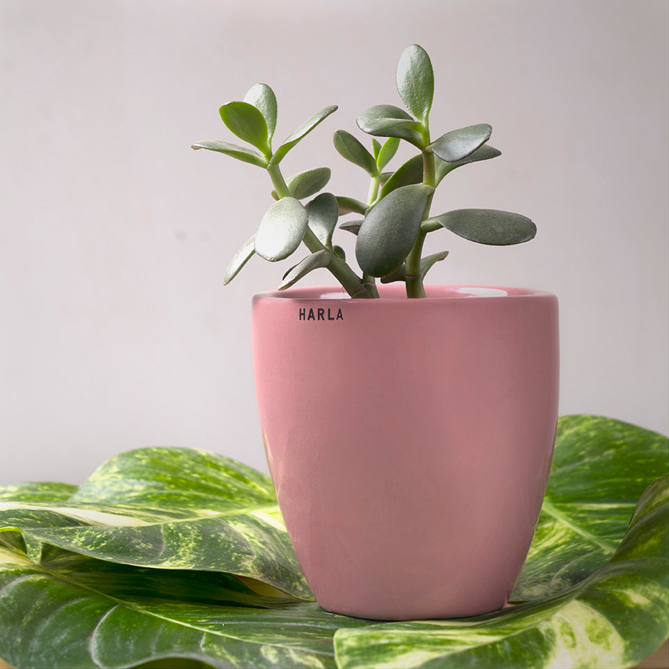 Extra small Slim size Nature's Hum ceramic planter in Majenta color with Succulent plant in it.