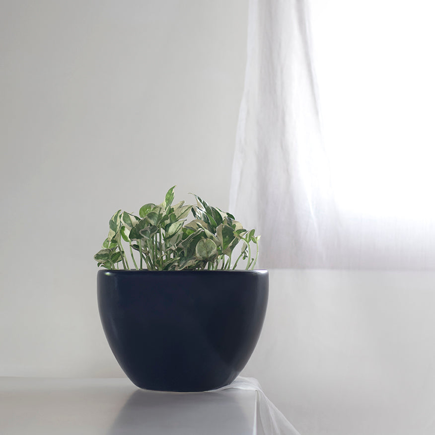 Medium size Echoing Eternity-Fat Ceramic Planter in Black color with Pothos Plant in it.