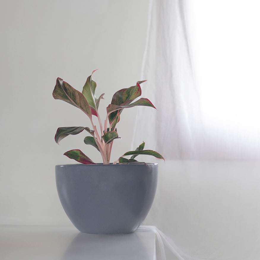 Medium size Echoing Eternity Ceramic Planter in Grey color with Aglaonema Red Lipstick Plant in it. 