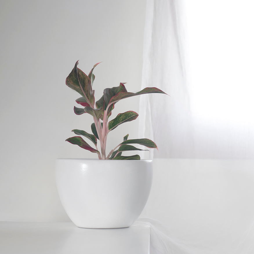 Echoing Eternity Ceramic Planter Fat size in white color with Aglaonema Red Lipstick