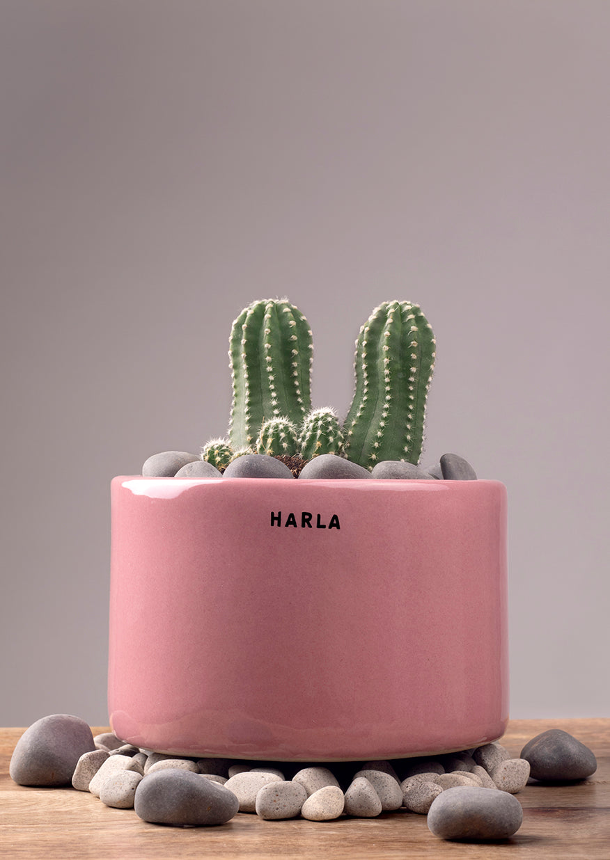 Bowl Shaped Lilac stories Ceramic planter in Majenta color with Cactus plant in it.