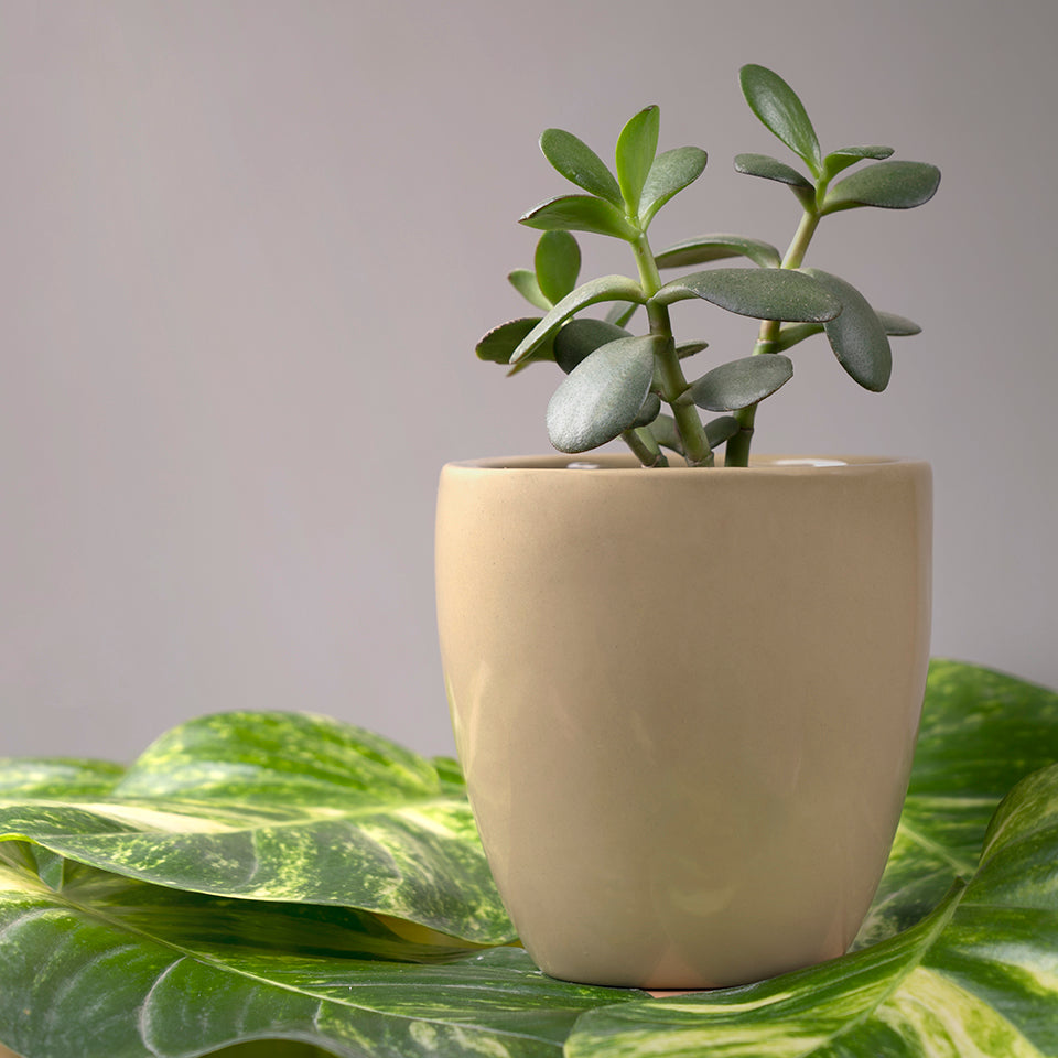 Extra small Slim size Nature's Hum ceramic planter in Mint color with Succulent plant in it.