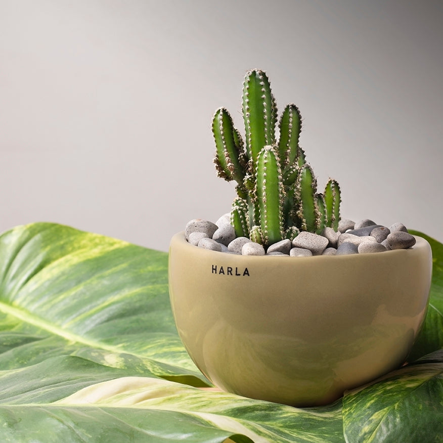 Extra small fat size Nature's Hum ceramic planter in Mint color with cactus in it.