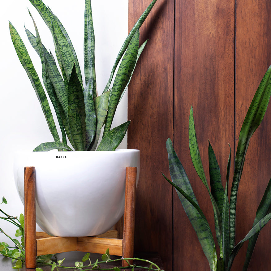 Large size Echoing Eternity-Fat ceramic planter in white color with wooden stand and snake plant in it.
