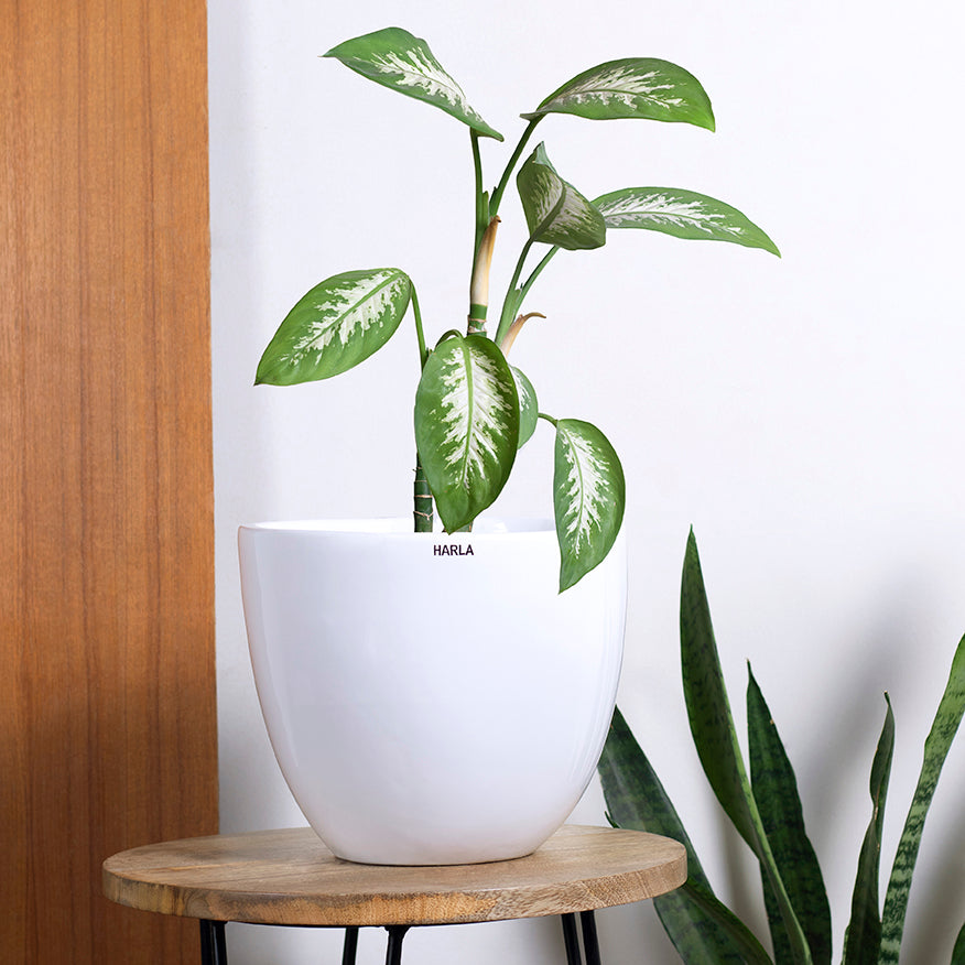 Medium size Echoing Eternity-Slim Ceramic planter in White\ color with Dieffenbachia plant placed on stool.