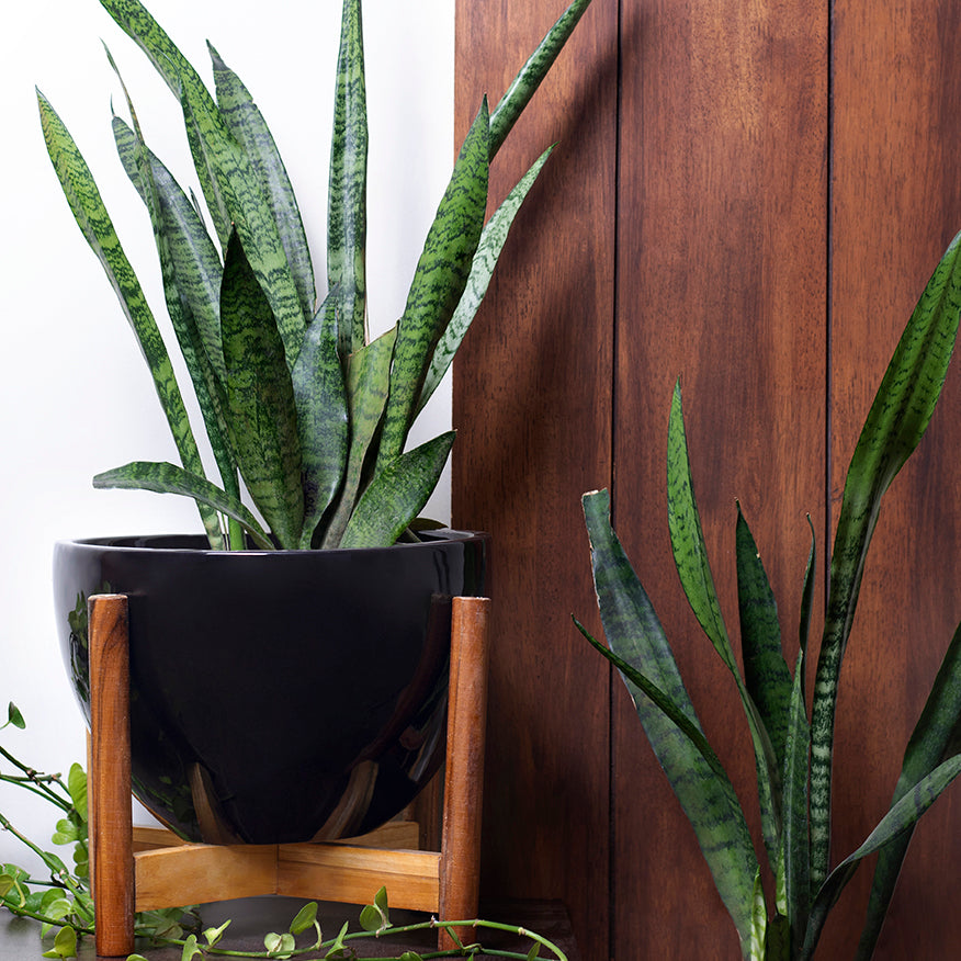 Large size Echoing Eternity-Fat Ceramic Planter in Black color with wooden stand and Snake plant in it.