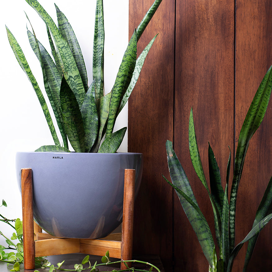 Large size Echoing Eternity-Fat Ceramic Planter in Grey color with wooden stand and snake plant in it.