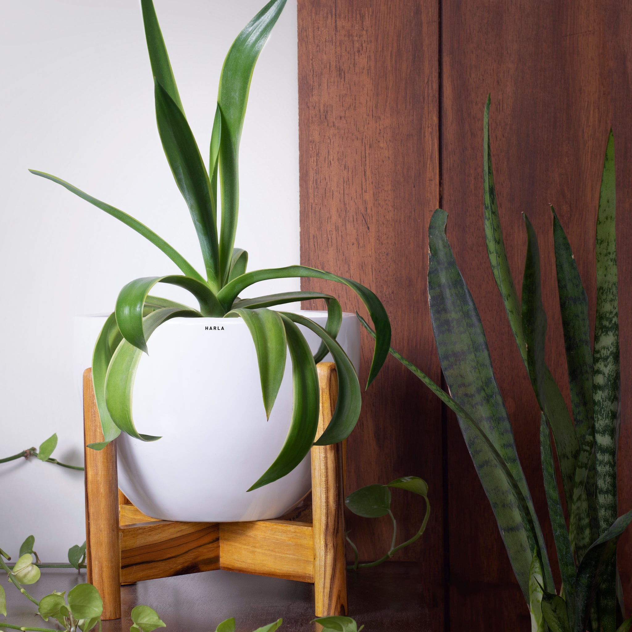Large size Echoing Eternity-Fat Ceramic planter in white color with wooden stand and plant in it.