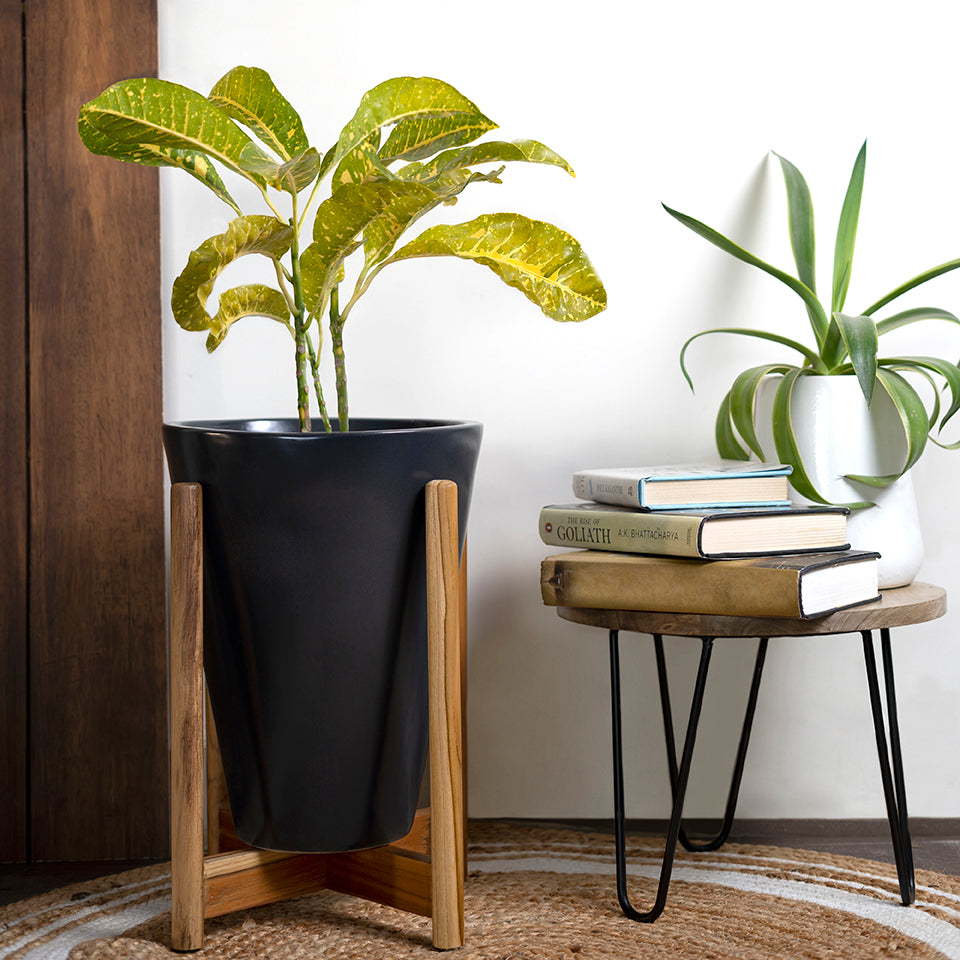 Large Size Love Bite ceramic planter with wooden stand in Black color with plant  placed at the corner.