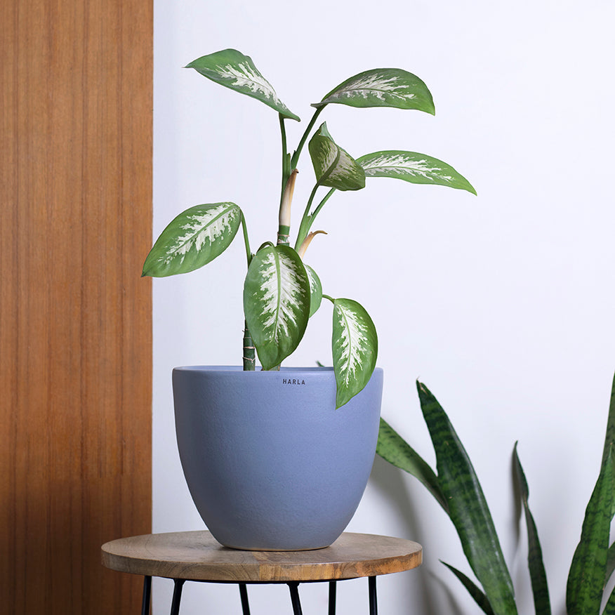 Medium size Echoing Eternity-Slim Ceramic planter in grey color with Dieffenbachia plant placed on stool. 
