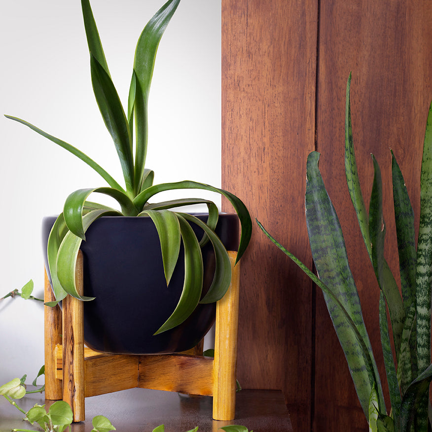 Large size Echoing Eternity-Fat Ceramic planter in Black color with wooden stand and plant in it.