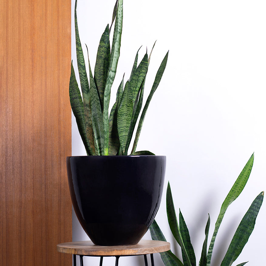 Large size Echoing Eternity-Slim Ceramic planter in Black color with Snake plant placed on stool.