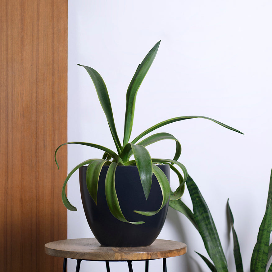 Medium size Echoing Eternity-Slim Ceramic planter in Black color with plant placed on stool.