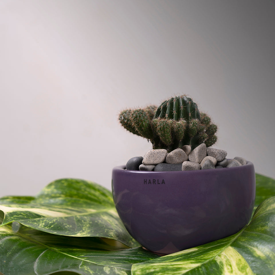 Extra small fat size Nature's Hum ceramic planter in Purple color with cactus in it.