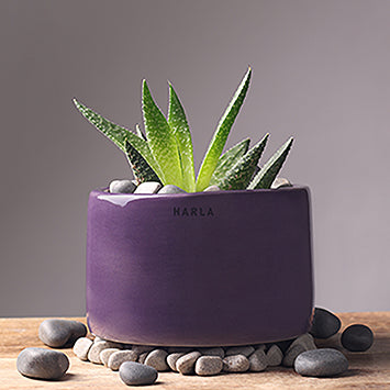 Bowl Shaped Lilac stories Ceramic planter in Purple color with succulent plant in it.