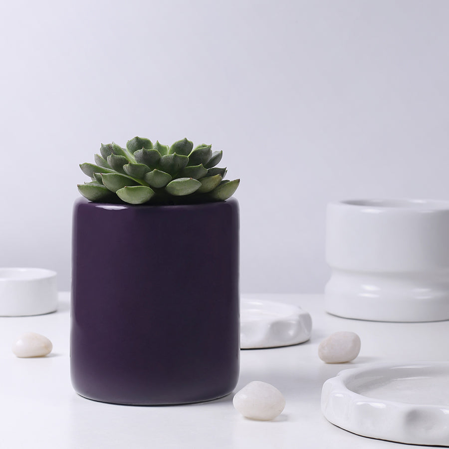 Extra small size Lilac Stories ceramic planter in Purple color with succulent plant in it.