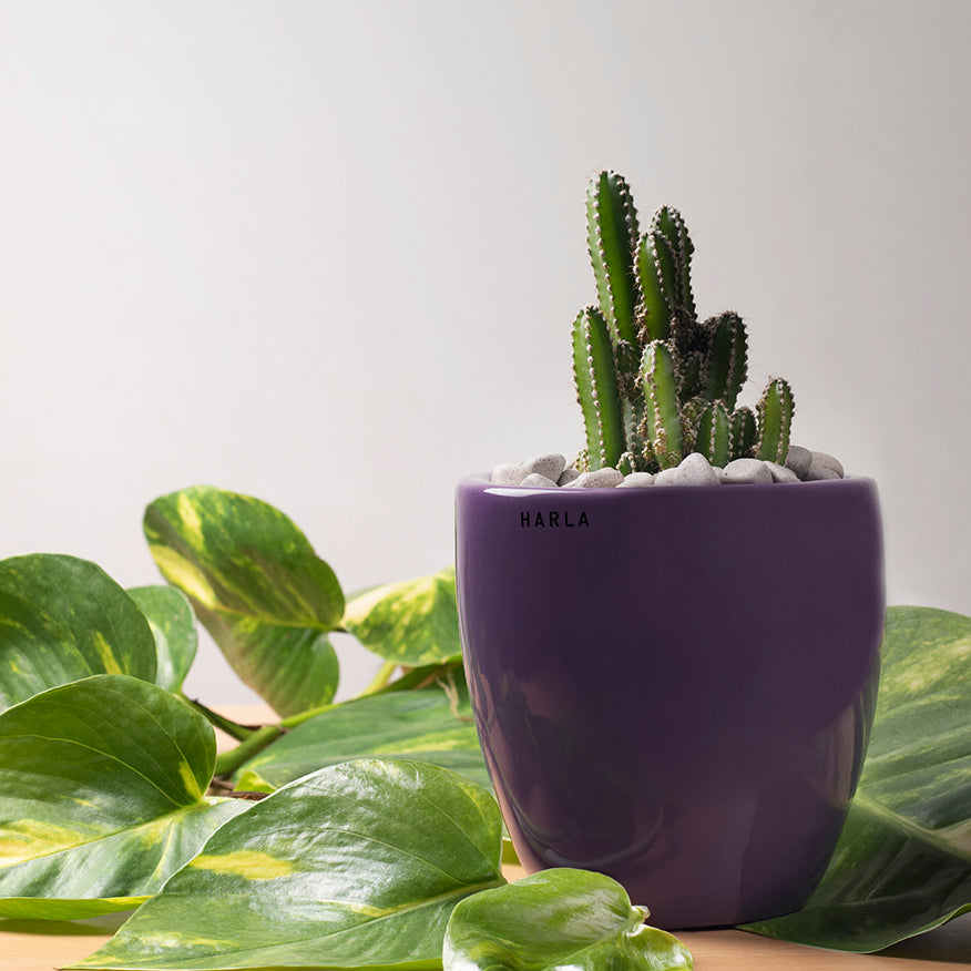 Extra small Slim size Nature's Hum ceramic planter in Purple color with Cactus plant in it.