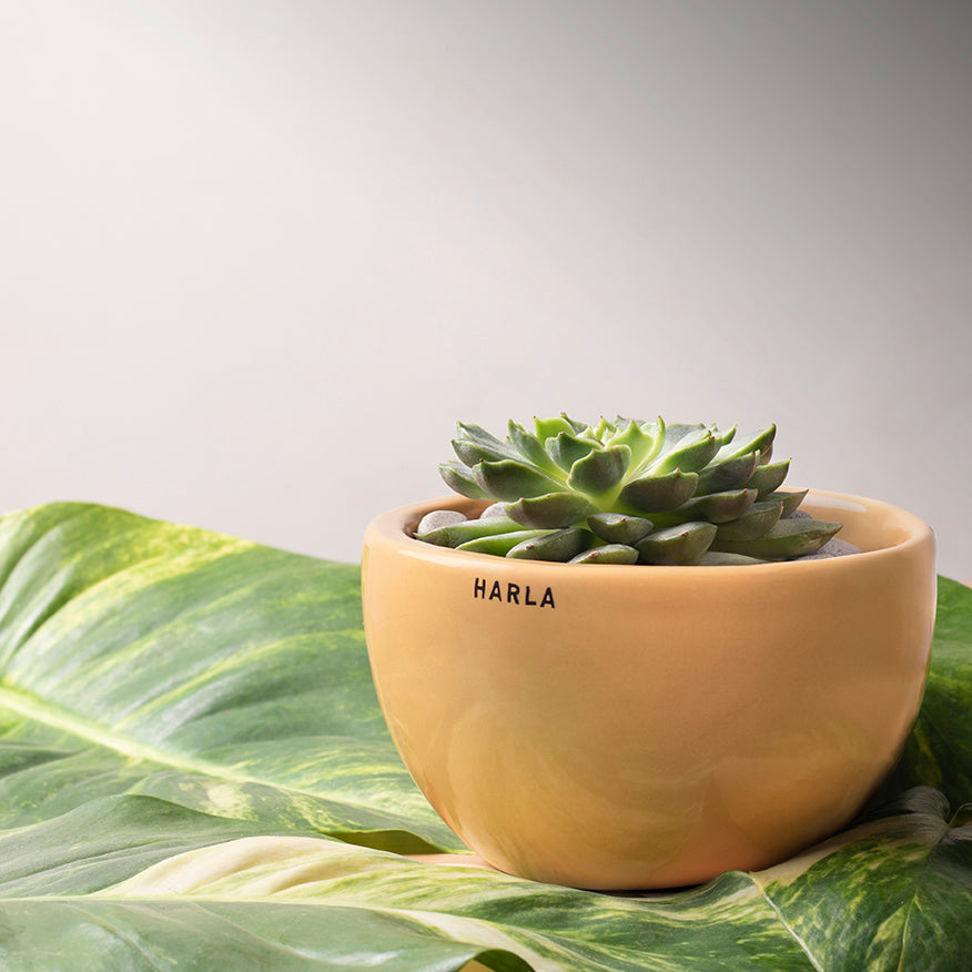 Extra small fat size Nature's Hum ceramic planter in Sandle color with Succulent in it.