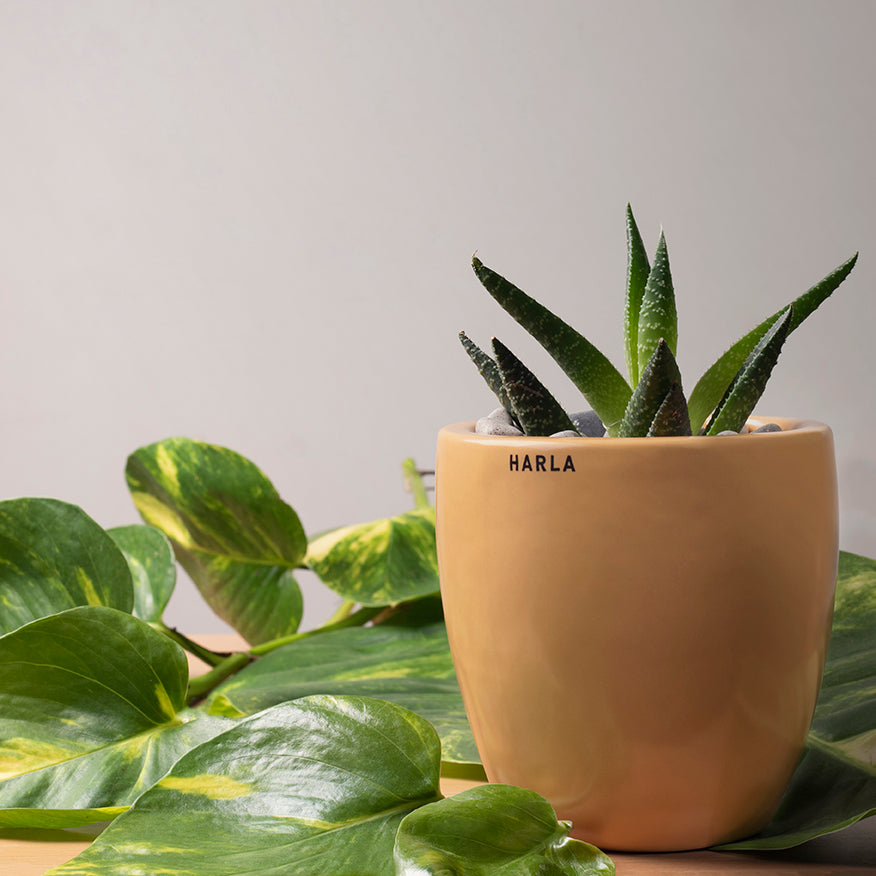 Extra small Slim size Nature's Hum ceramic planter in Sandle color with Succulent plant in it.