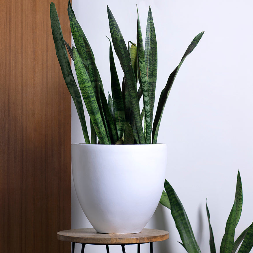 Large size Echoing Eternity-Slim Ceramic planter in White color with Snake plant placed on stool.