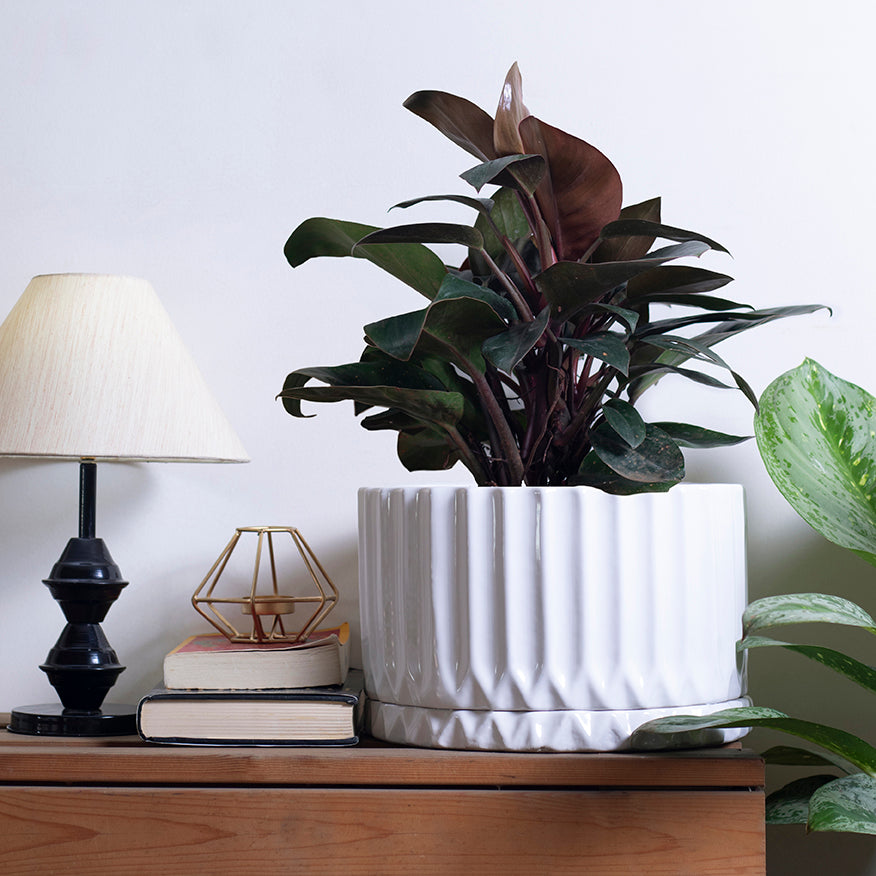 Fleeting Bliss Ceramic planter in white color with bottom plate and Philodendron plant in it placed on the table.