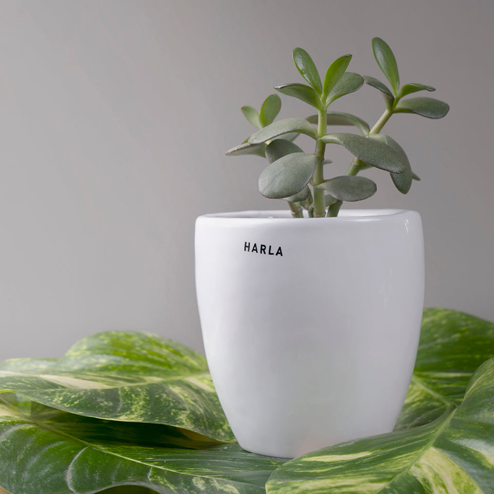Extra small Slim size Nature's Hum ceramic planter in White color with Succulent plant in it.