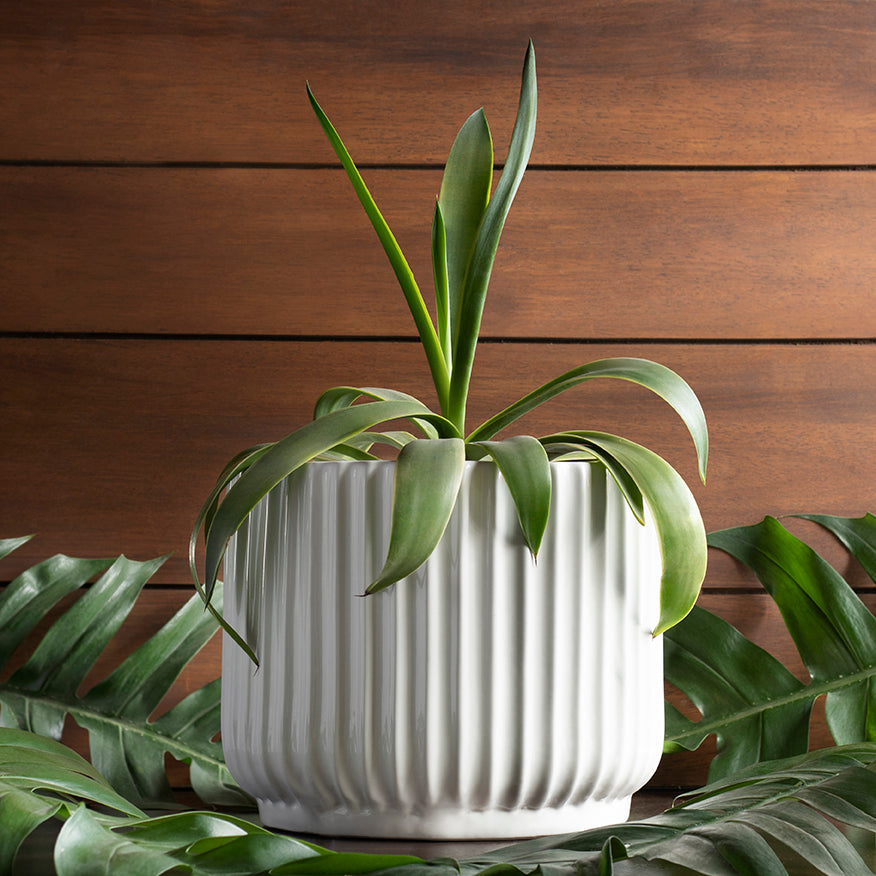 Medium size Pheonix Ceramic Planter in White color with Agave Plant in it.