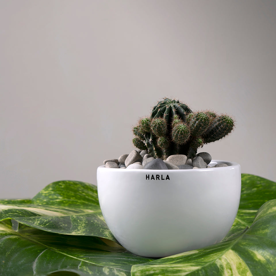 Extra small fat size Nature's Hum ceramic planter in White color with cactus in it.