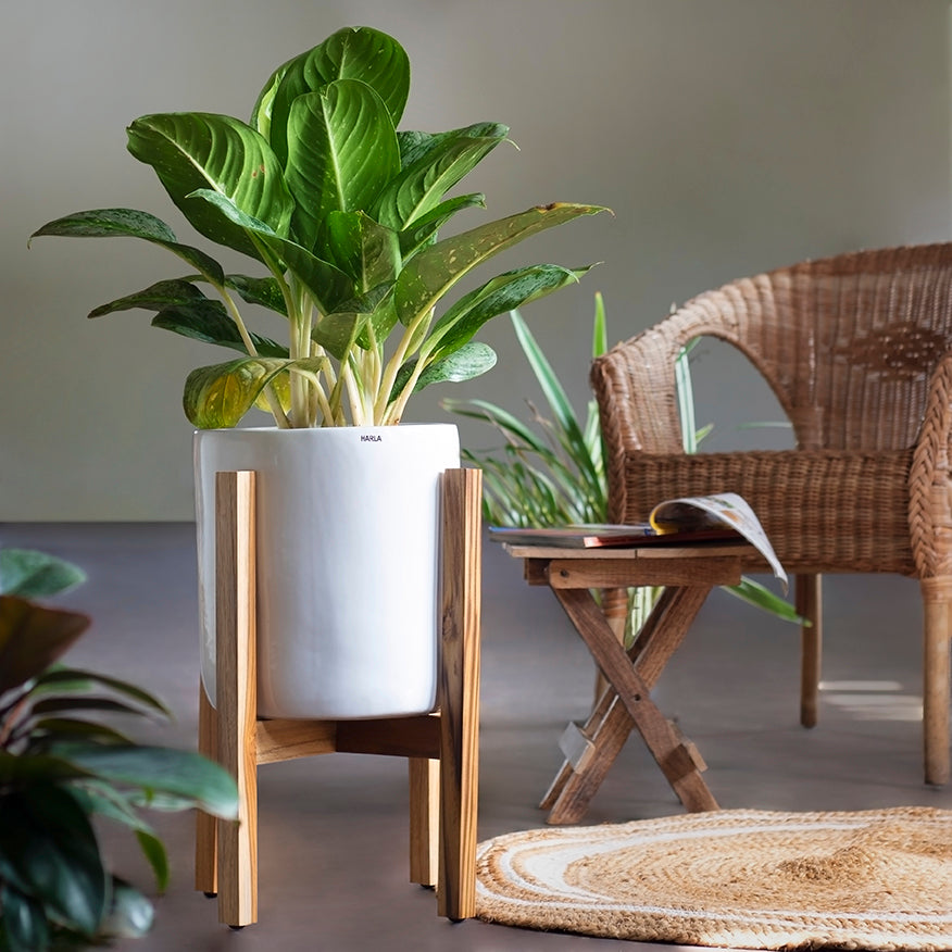 White color Gleaming stars ceramic planter with wooden stand and Aglaonema plant in it
