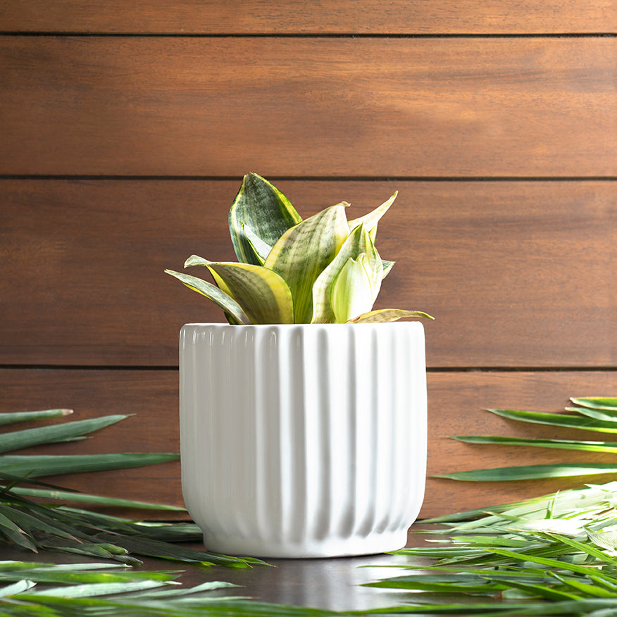 Small size Pheonix Ceramic Planter in White color with Snake Plant in it.