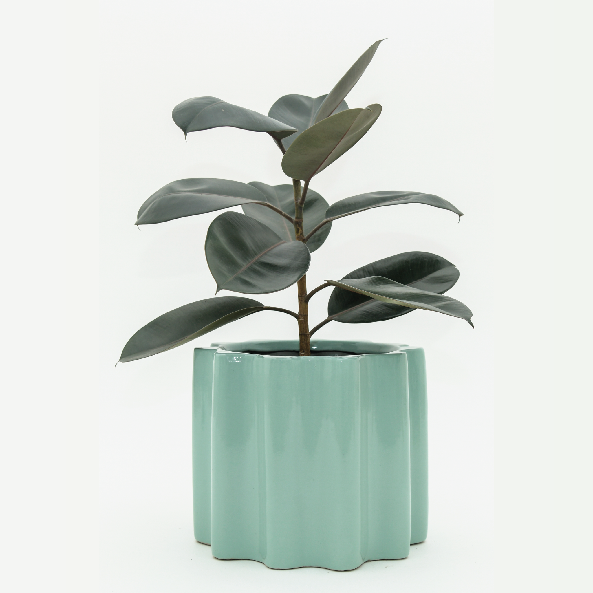 Small Size Balmy Waves Ceramic Planter in Aqua Green color with Rubber Plant.