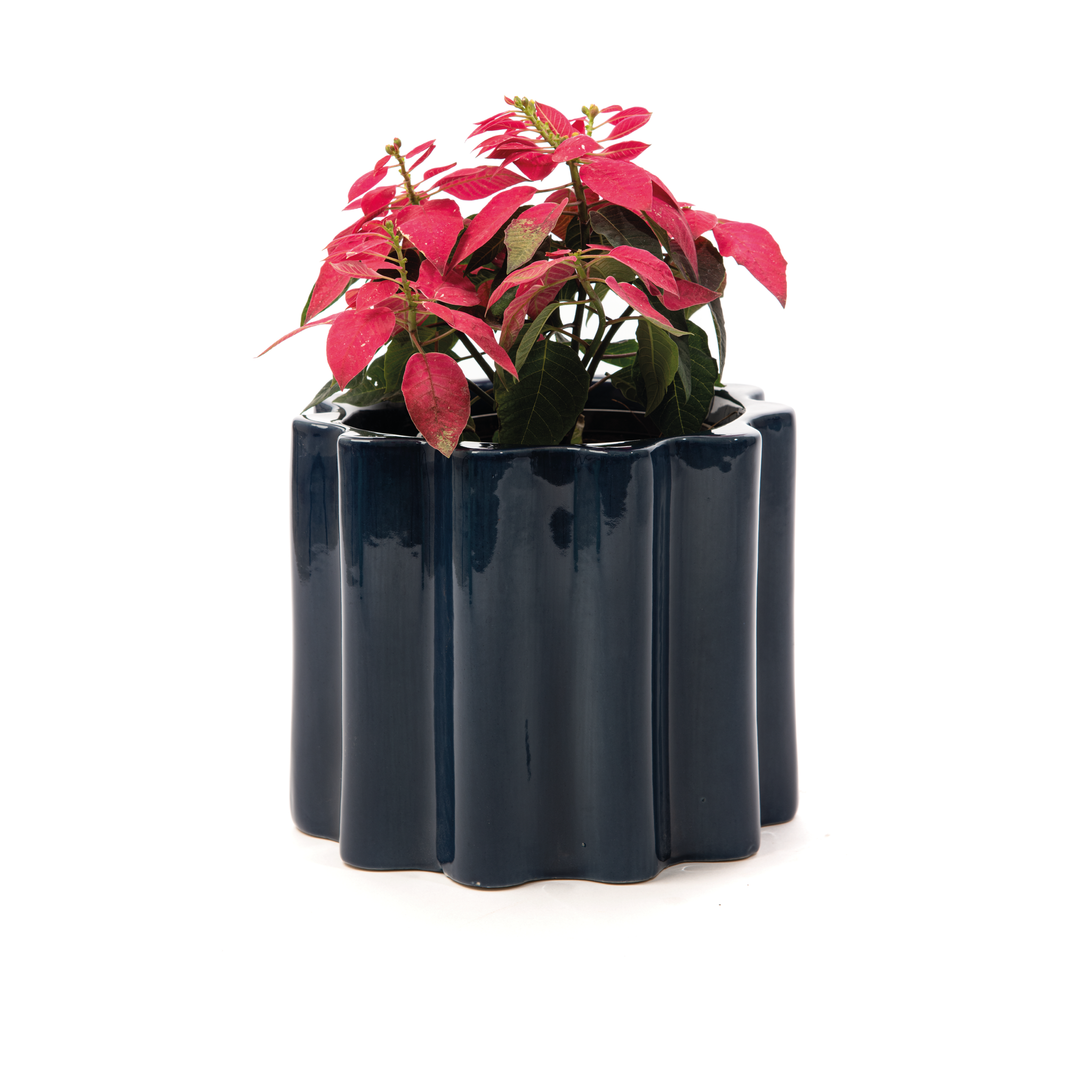 Small Size Balmy Waves Ceramic Planter in Midnight Blue Color with Poinsettia Plant.