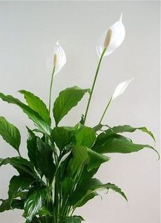 House Plant Care - Peace Lily