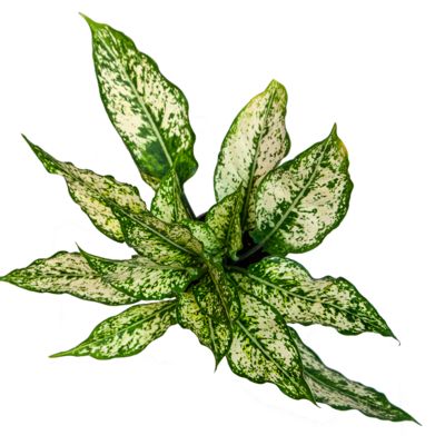 House Plant Care - Chinese Evergreen