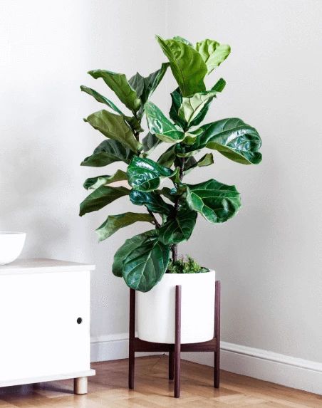 House Plant Care - Fiddle Leaf Fig