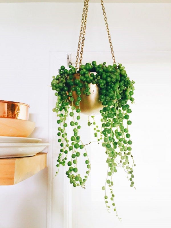 What are Bottomless Planters?