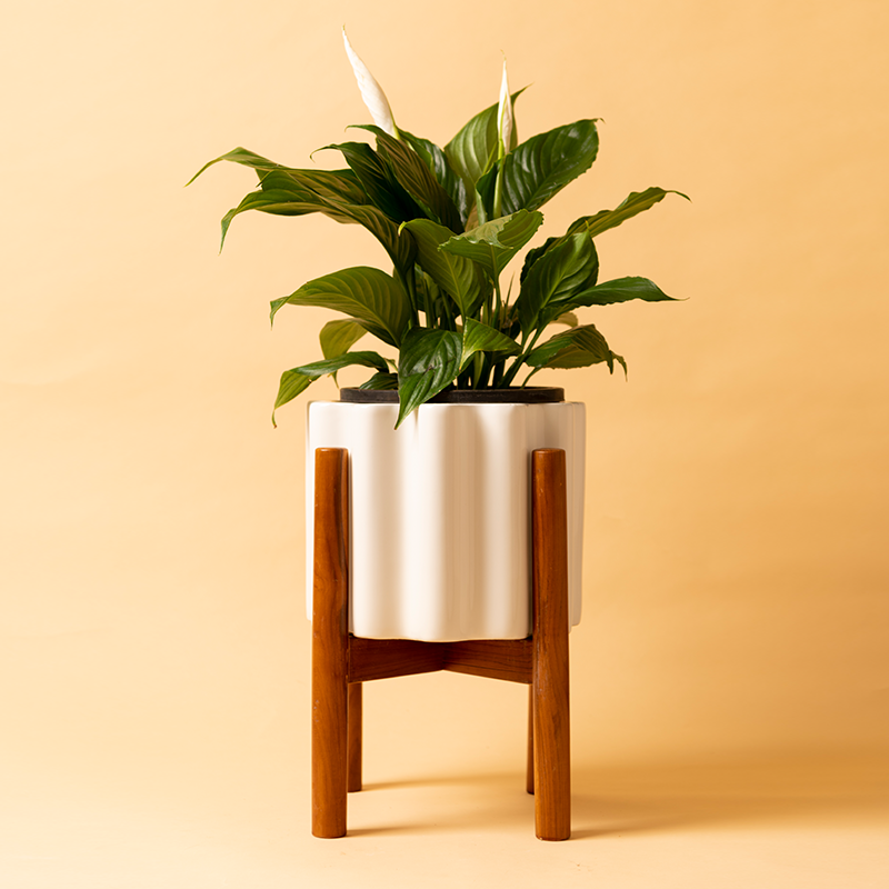Balmy Waves Ceramic Planter in White color along with Wooden Stand with Peace Lilly in it.
