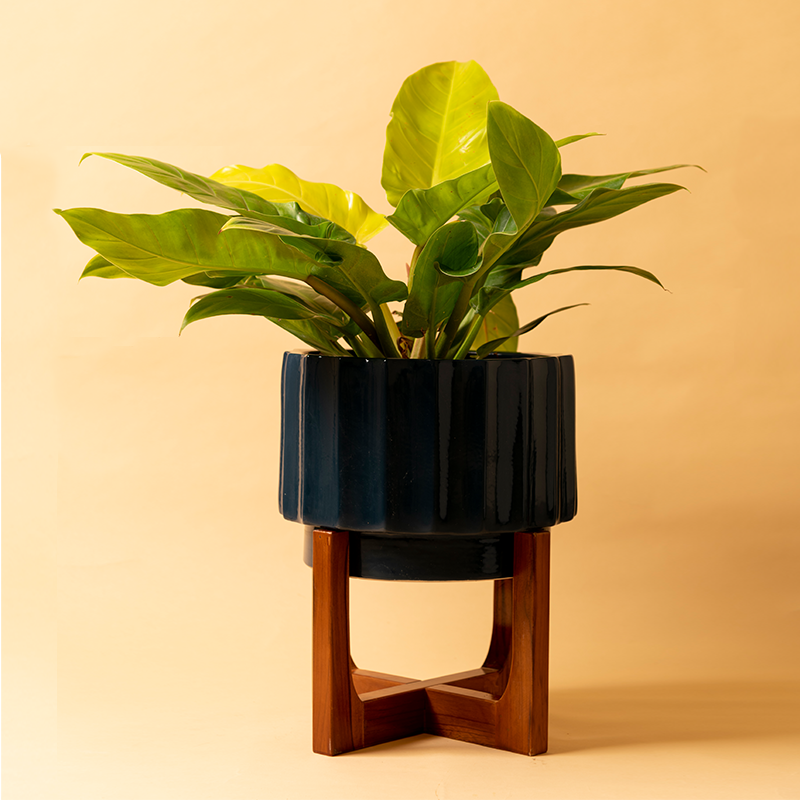 Fat Size Blushing Sun Ceramic Planter with Wooden Stand in Midnight Blue color with Golden Philodendron Plant.