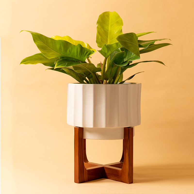 Fat size Blushing Sun Ceramic planter with Wooden Stand with Golden Philodendron Plant.