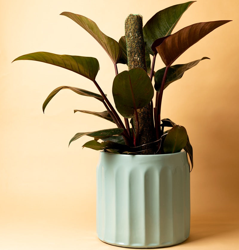Large Aqua green color Blushing Sun Ceramic planter with Philodendron Plant in it.