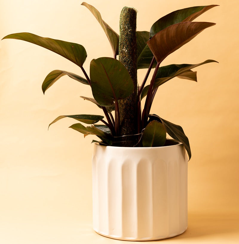 Large White color Blushing Sun Ceramic planter with Philodendron plant in it.