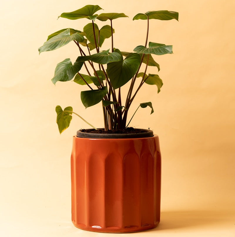 Medium size Coral Pink Blushing Sun Ceramic Planter with Homalomena Rubescens Maggy plant in it.