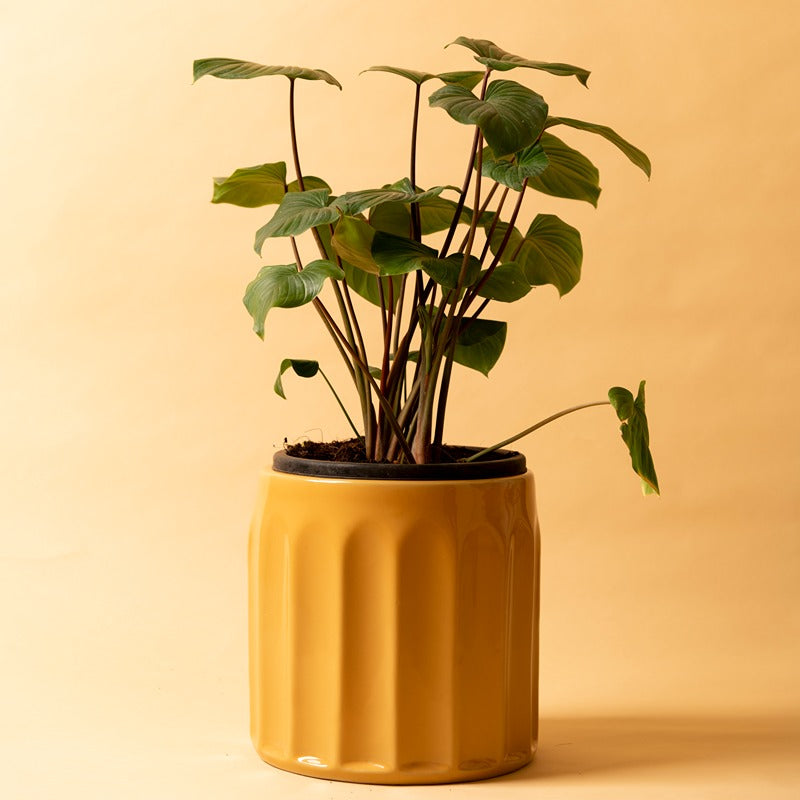 Medium size Blushing Sun Ceramic planter in Sandle color with Homalomena Rubescens Maggy Plant in it.