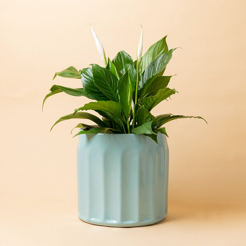 Medium size Blushing Sun Ceramic Planter in Aqua Green color with Peace Lilly plant in it.