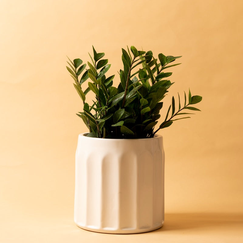 Medium Size Blushing Sun ceramic planter in White color with ZZ Plant in it.