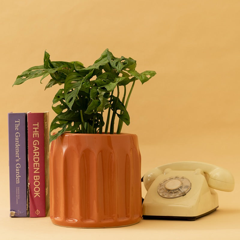 Small size Blushing Sun ceramic planter in Coral Pink Color with Monstera Adansonii plant.