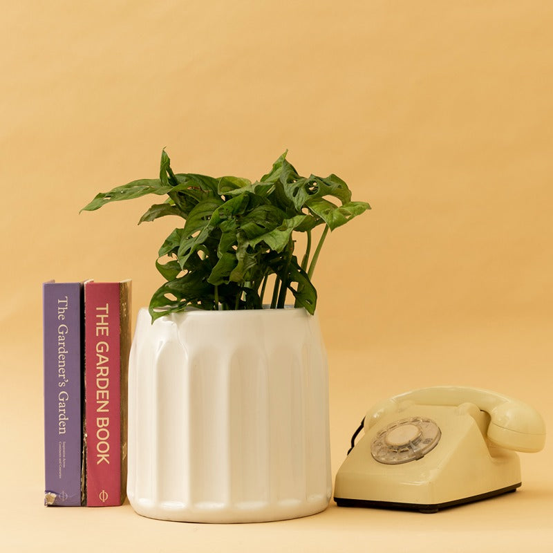 Small size Blushing Sun Ceramic Planter in White color with Monstera Adansonii plant in it.