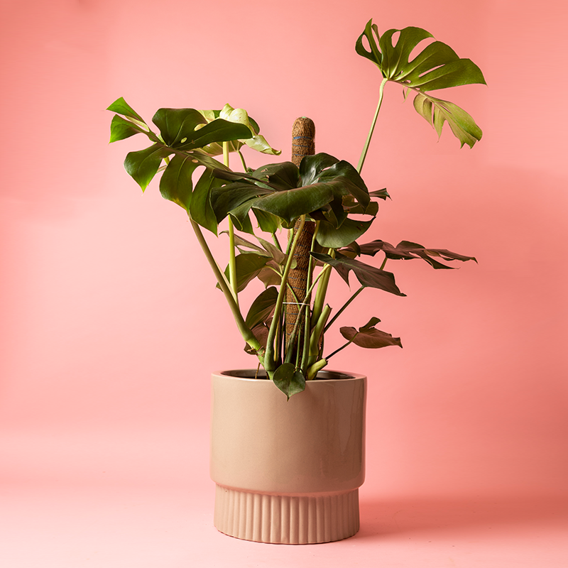 monstera planter size Modern Floor Mount Planter (8", 10", 12")