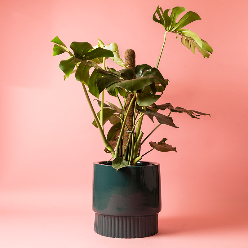 Fat size Immoral Nights circular ceramic planter in Dark Green color with Monstera plant in it.